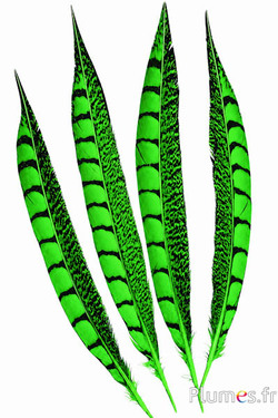 Fazant van Colchis - 20-30 cm - limoengroen